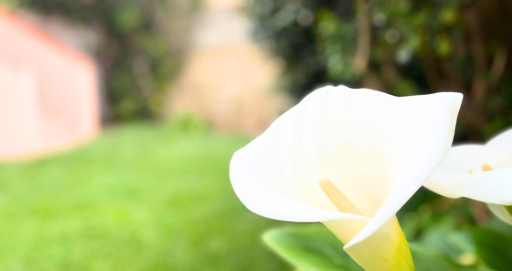 Vela House & Garden Center Olbia